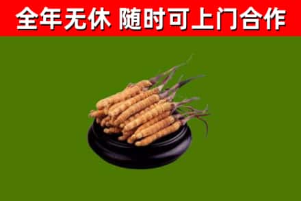 太白回收冬虫夏草